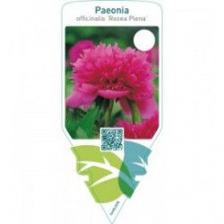 Paeonia officinalis ‘Rosea Plena’