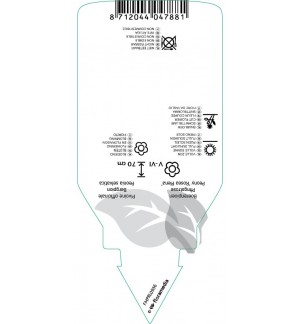Etiquetas de Paeonia officinalis ‘Rosea Plena’ *