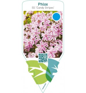 Phlox (S) ‘Candy Stripes’