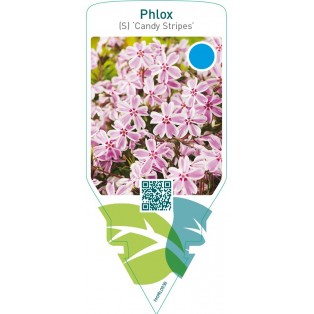 Phlox (S) ‘Candy Stripes’