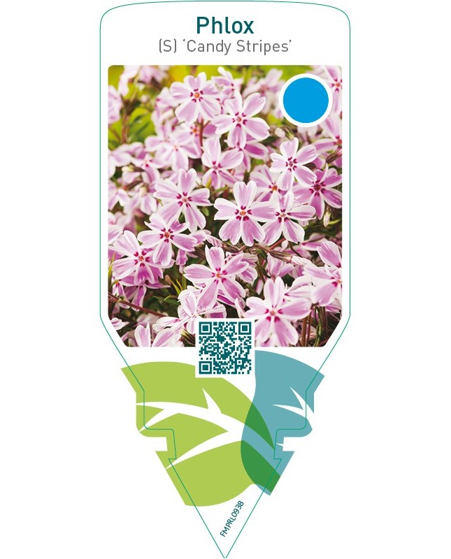 Phlox (S) ‘Candy Stripes’