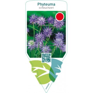 Phyteuma scheuchzeri