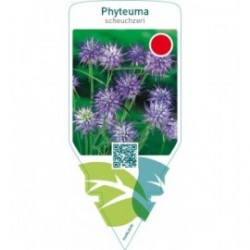 Phyteuma scheuchzeri