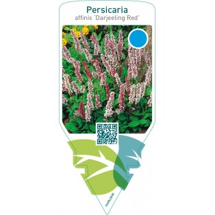 Persicaria affinis ‘Darjeeling Red’