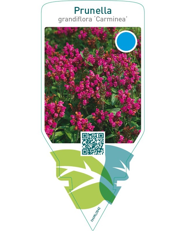 Prunella grandiflora ‘Carminea’