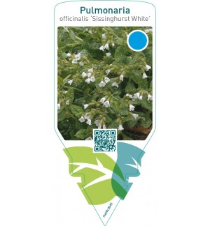 Pulmonaria officinalis ‘Sissinghurst White’