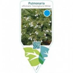 Pulmonaria officinalis ‘Sissinghurst White’