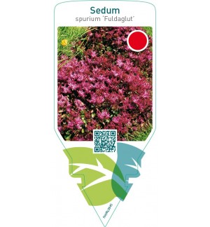 Sedum spurium ‘Fuldaglut’