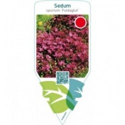 Sedum spurium ‘Fuldaglut’