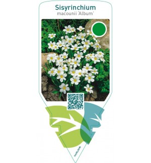 Sisyrinchium macounii ‘Album’