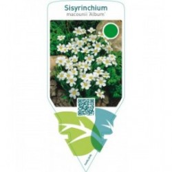 Sisyrinchium macounii ‘Album’