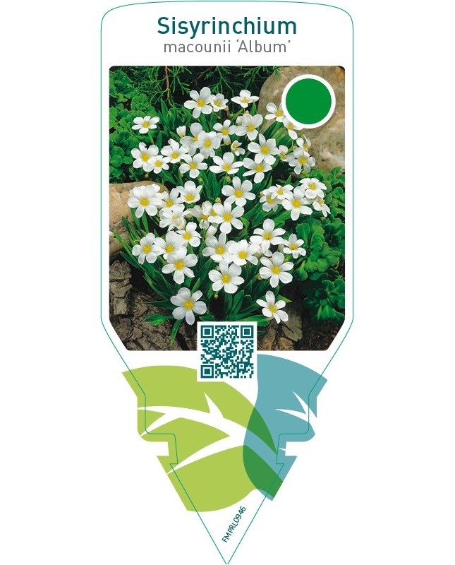 Sisyrinchium macounii ‘Album’