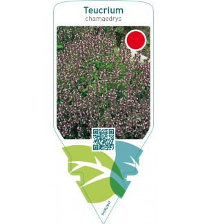 Teucrium chamaedrys