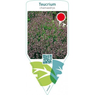 Teucrium chamaedrys