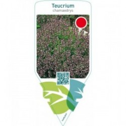Teucrium chamaedrys