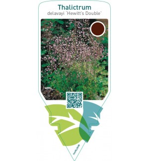 Thalictrum delavayi ‘Hewitt’s Double’