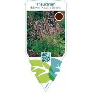 Thalictrum delavayi ‘Hewitt’s Double’