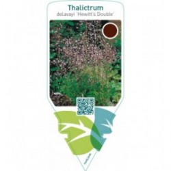 Thalictrum delavayi ‘Hewitt’s Double’