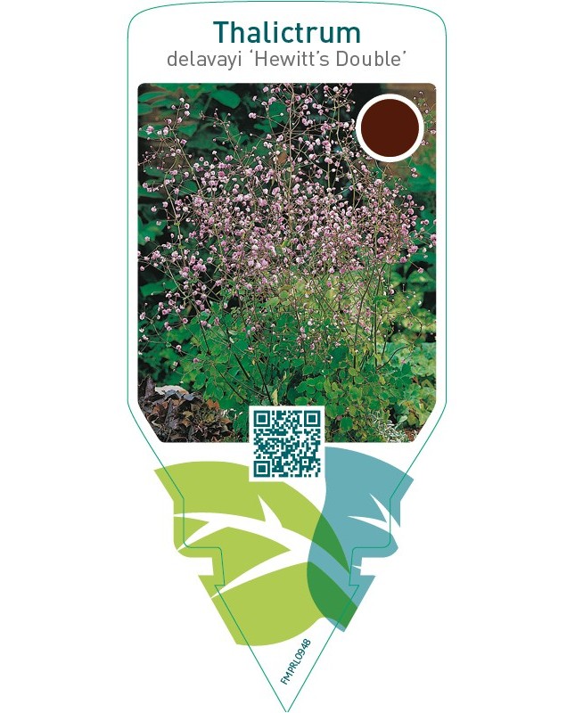 Thalictrum delavayi ‘Hewitt’s Double’