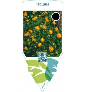 Trollius  orange