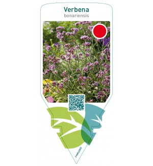Verbena bonariensis