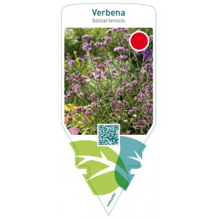 Verbena bonariensis