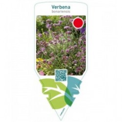 Verbena bonariensis