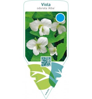 Viola odorata ‘Alba’