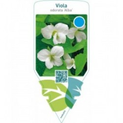 Viola odorata ‘Alba’