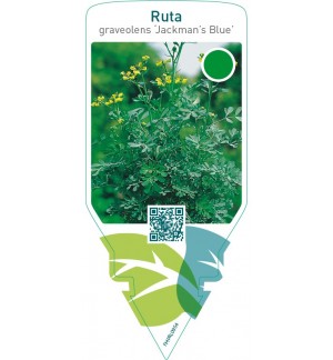 Ruta graveolens ‘Jackman’s Blue’