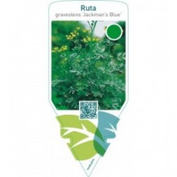 Ruta graveolens ‘Jackman’s Blue’