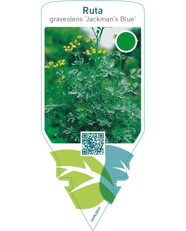 Ruta graveolens ‘Jackman’s Blue’