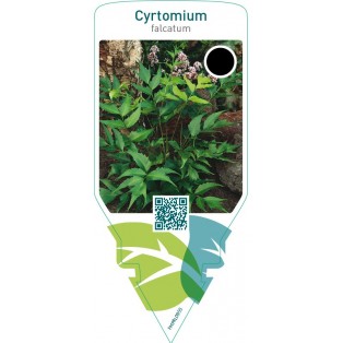 Cyrtomium falcatum