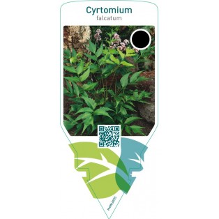 Cyrtomium falcatum
