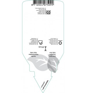 Etichette di Cyrtomium falcatum *