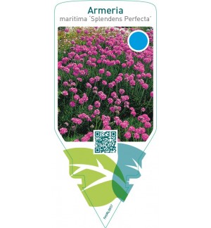 Armeria maritima ‘Splendens Perfecta’