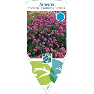 Armeria maritima ‘Splendens Perfecta’