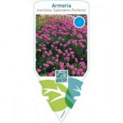 Armeria maritima ‘Splendens Perfecta’
