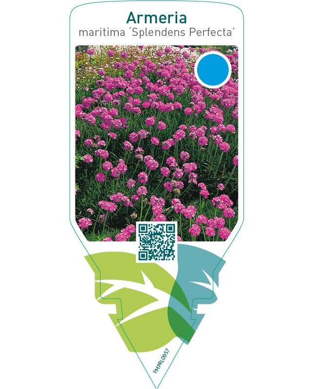 Armeria maritima ‘Splendens Perfecta’