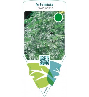 Artemisia ‘Powis Castle’