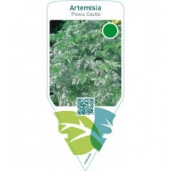 Artemisia ‘Powis Castle’