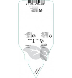 Etichette di Artemisia ‘Powis Castle’ *
