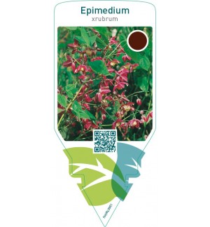 Epimedium rubrum