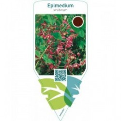 Epimedium rubrum