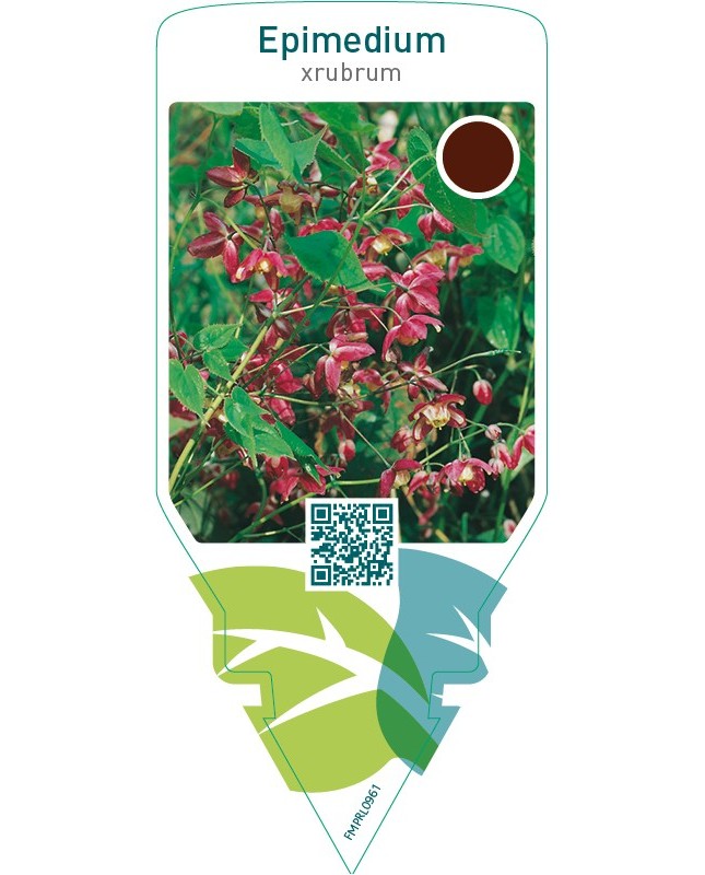 Epimedium rubrum