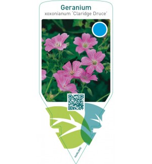 Geranium oxonianum ‘Claridge Druce’