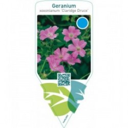 Geranium oxonianum ‘Claridge Druce’