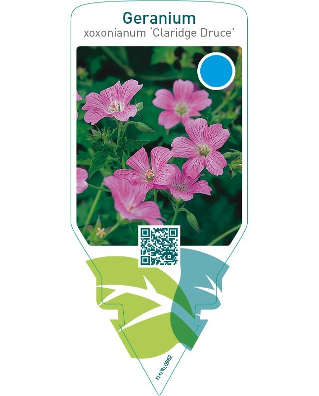 Geranium oxonianum ‘Claridge Druce’