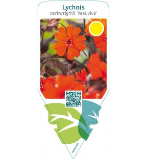 Lychnis arkwrightii ‘Vesuvius’