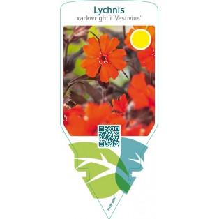 Lychnis arkwrightii ‘Vesuvius’